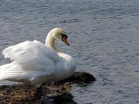 Notre cygne