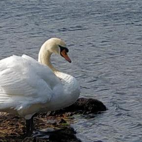 Notre cygne